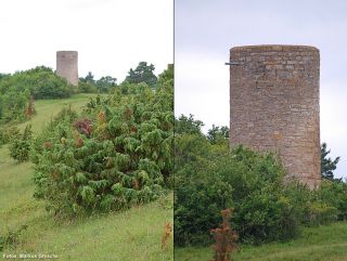 4 Turm im NSG